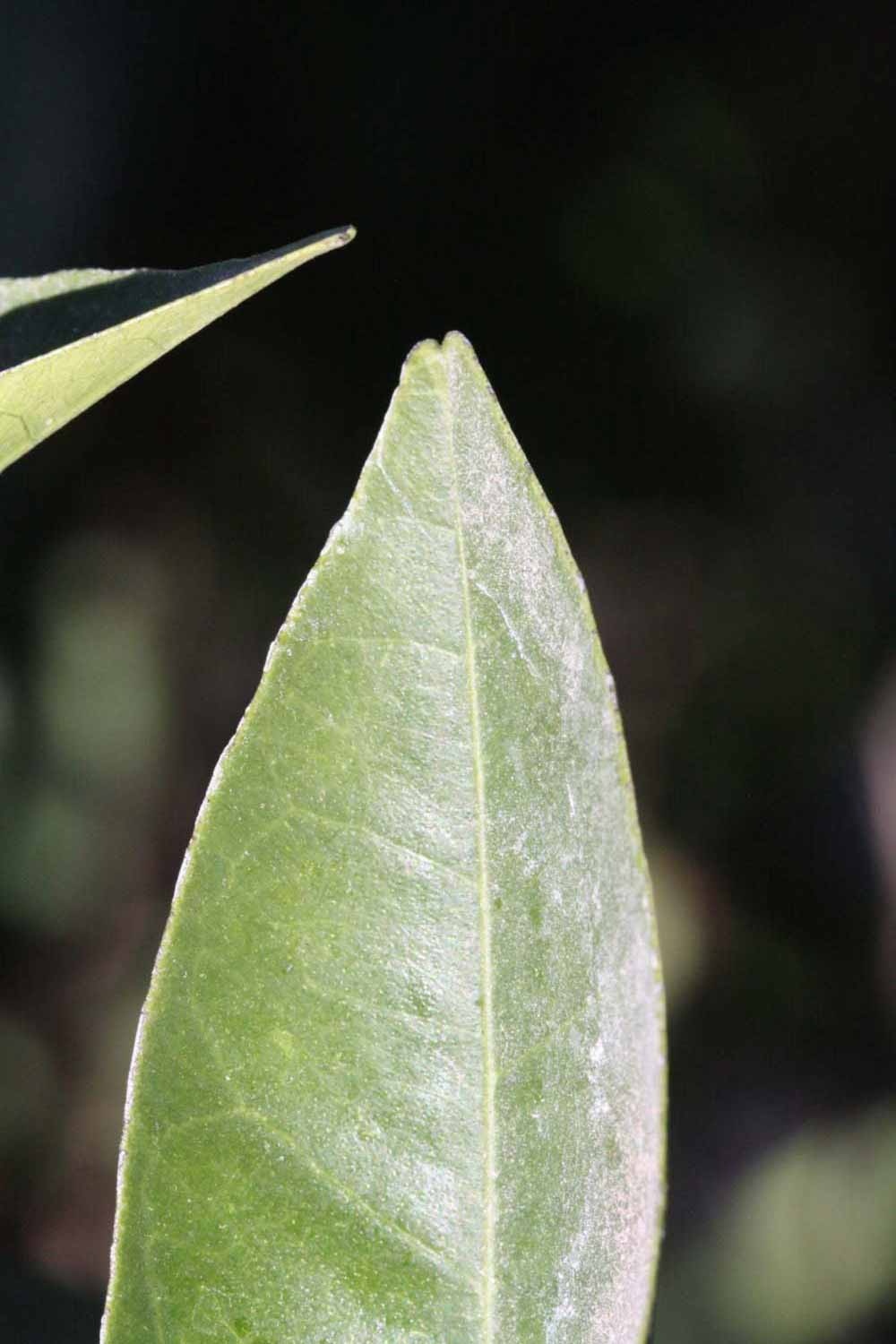              Margin (Riverside, CA)       